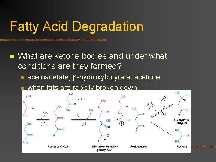 Fatty Acid Degradation n What are ketone bodies and under what conditions are they