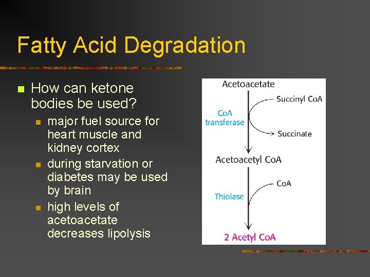 Fatty Acid Degradation n How can ketone bodies be used? n n n major