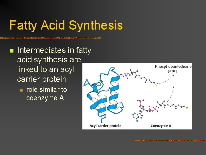 Fatty Acid Synthesis n Intermediates in fatty acid synthesis are linked to an acyl