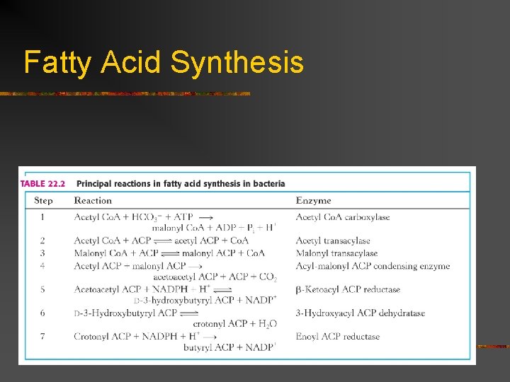 Fatty Acid Synthesis n What are the steps in fatty acid synthesis catalyzed by