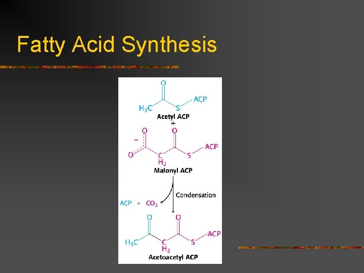 Fatty Acid Synthesis 