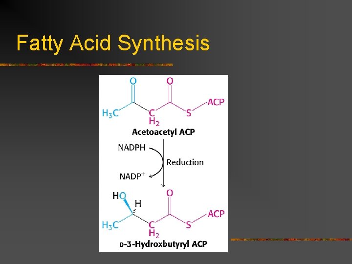 Fatty Acid Synthesis 