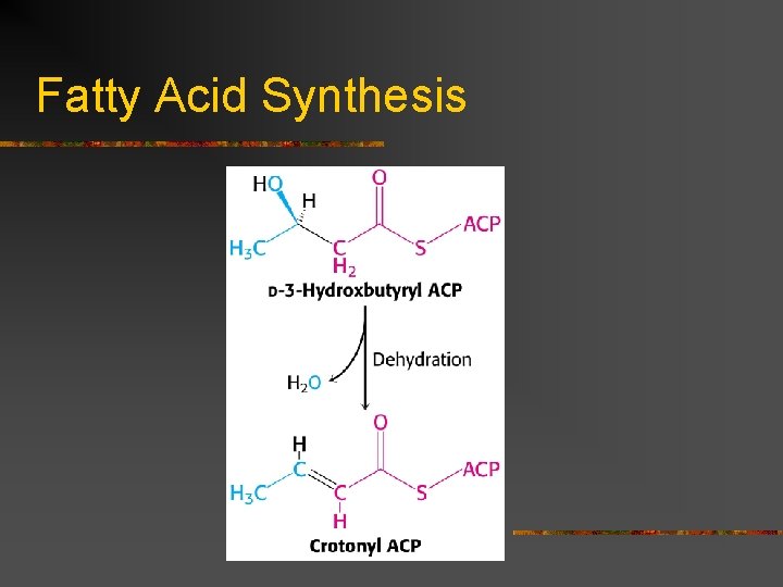 Fatty Acid Synthesis 