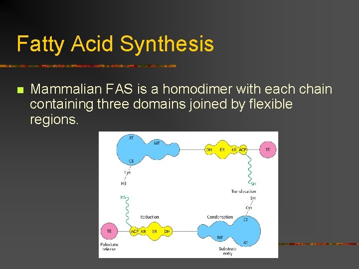 Fatty Acid Synthesis n Mammalian FAS is a homodimer with each chain containing three