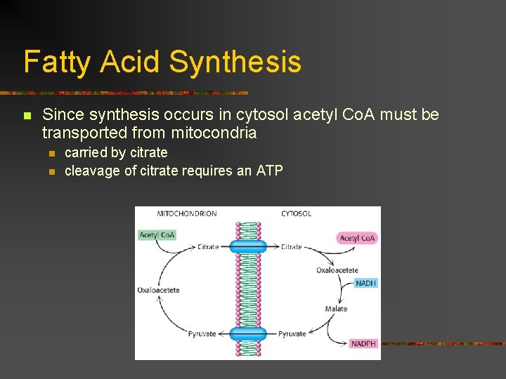 Fatty Acid Synthesis n Since synthesis occurs in cytosol acetyl Co. A must be