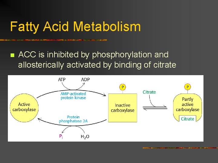 Fatty Acid Metabolism n ACC is inhibited by phosphorylation and allosterically activated by binding