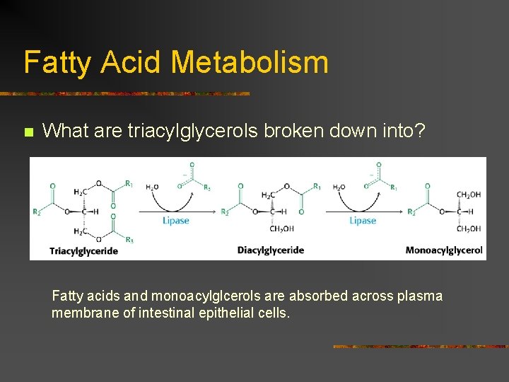 Fatty Acid Metabolism n What are triacylglycerols broken down into? Fatty acids and monoacylglcerols