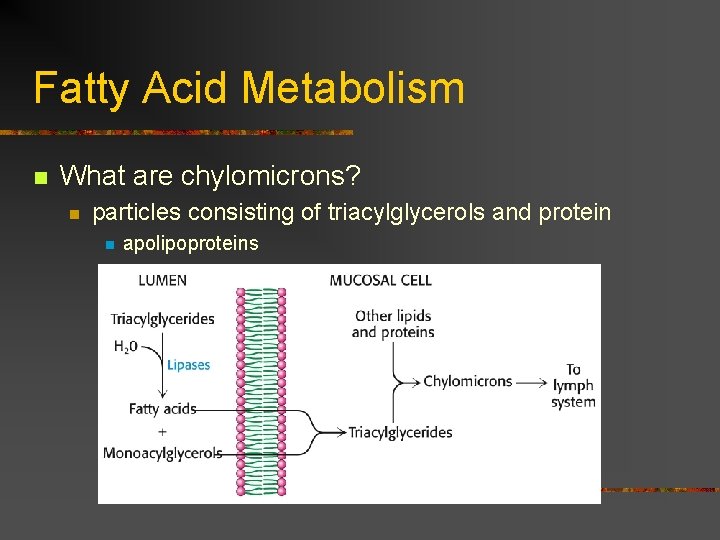 Fatty Acid Metabolism n What are chylomicrons? n particles consisting of triacylglycerols and protein