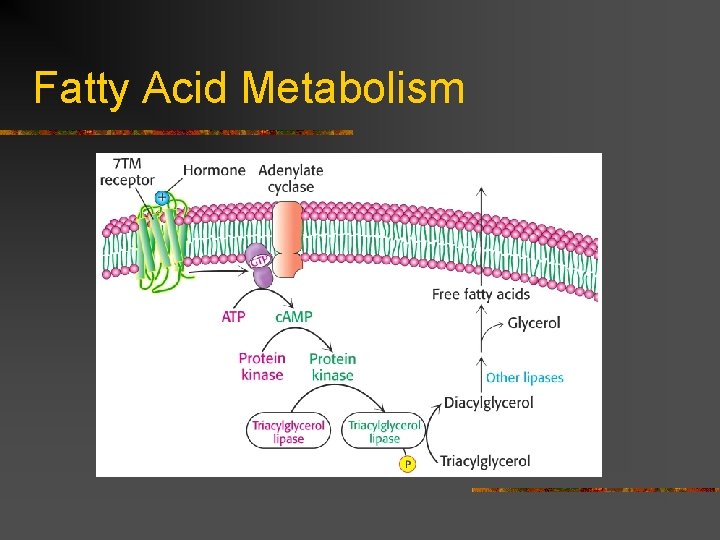 Fatty Acid Metabolism 