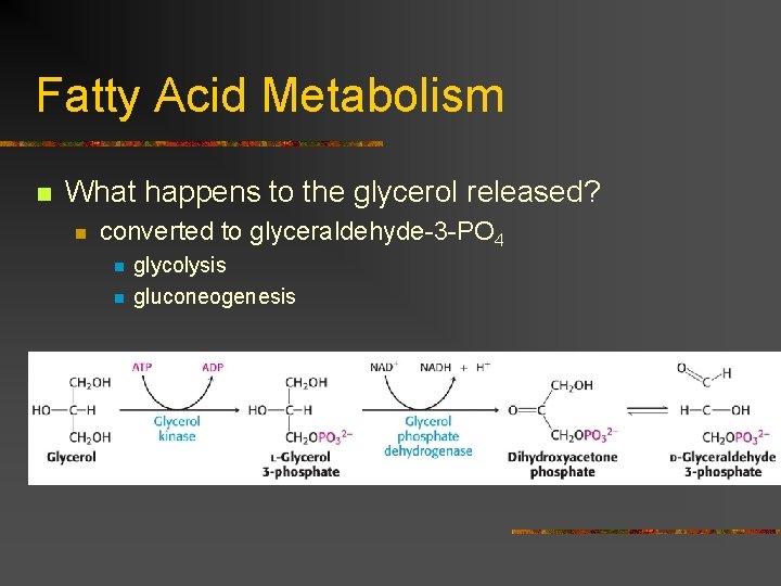 Fatty Acid Metabolism n What happens to the glycerol released? n converted to glyceraldehyde-3