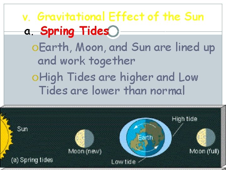 v. Gravitational Effect of the Sun a. Spring Tides Earth, Moon, and Sun are