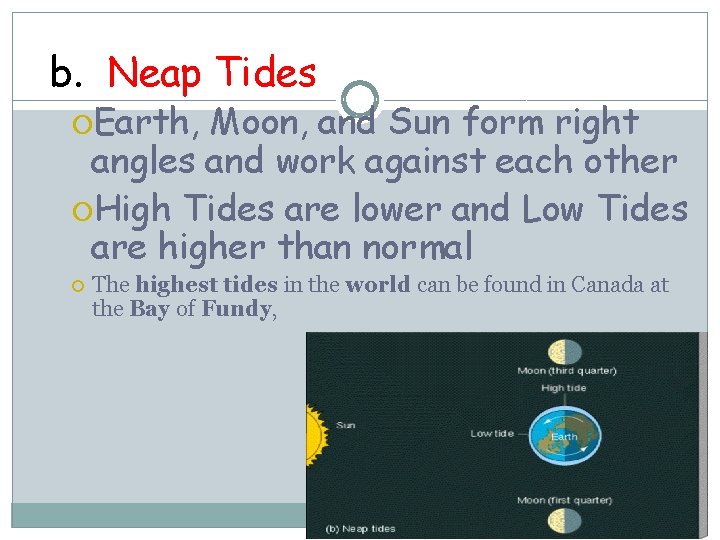 b. Neap Tides Earth, Moon, and Sun form right angles and work against each