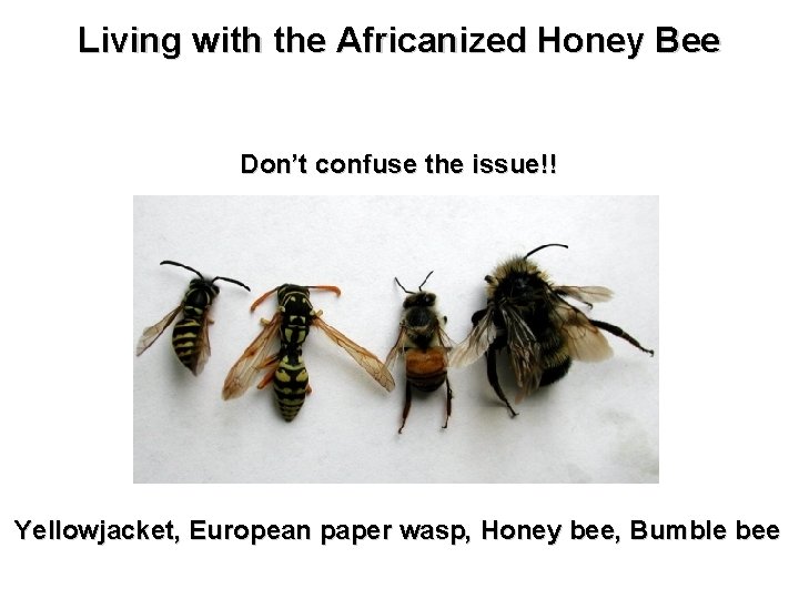 Living with the Africanized Honey Bee Don’t confuse the issue!! Yellowjacket, European paper wasp,