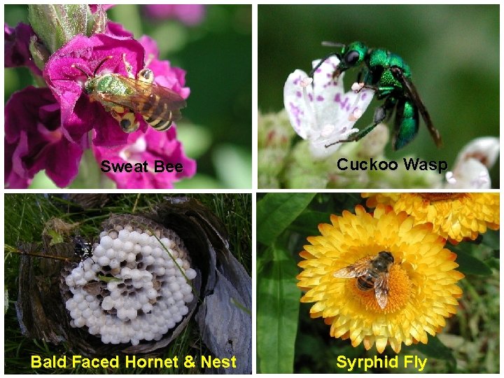 Sweat Bee Bald Faced Hornet & Nest Cuckoo Wasp Syrphid Fly 