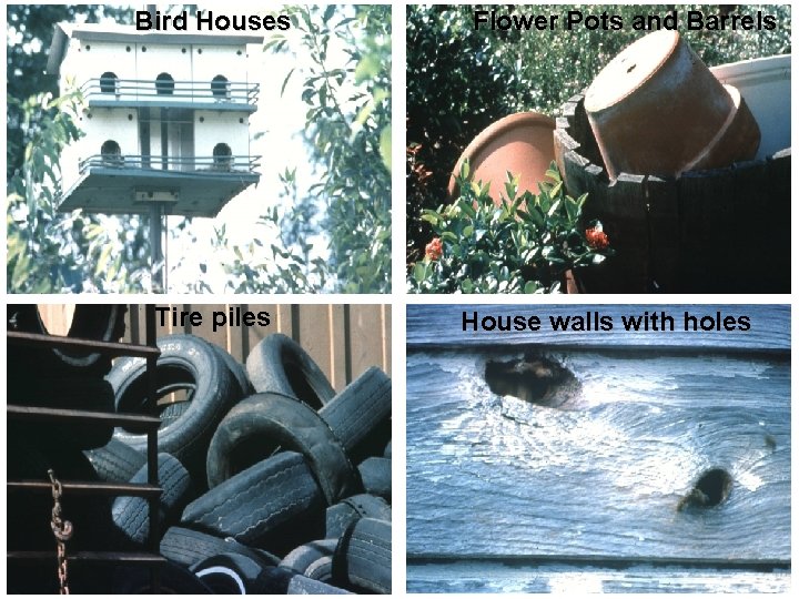 Bird Houses Tire piles Flower Pots and Barrels House walls with holes 