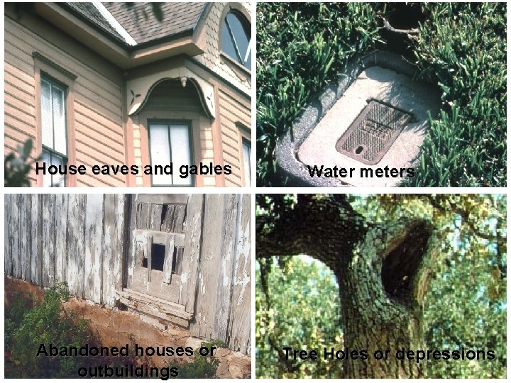 House eaves and gables Abandoned houses or outbuildings Water meters Tree Holes or depressions