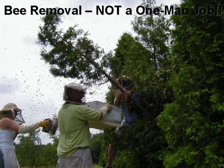 Bee Removal – NOT a One-Man Job!! 