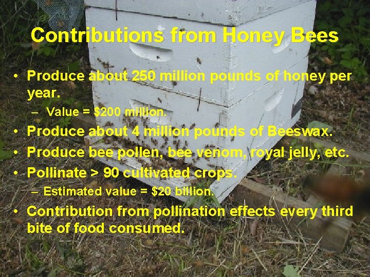 Contributions from Honey Bees • Produce about 250 million pounds of honey per year.