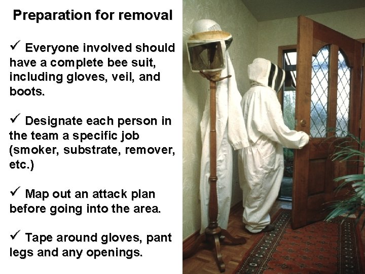 Preparation for removal ü Everyone involved should have a complete bee suit, including gloves,