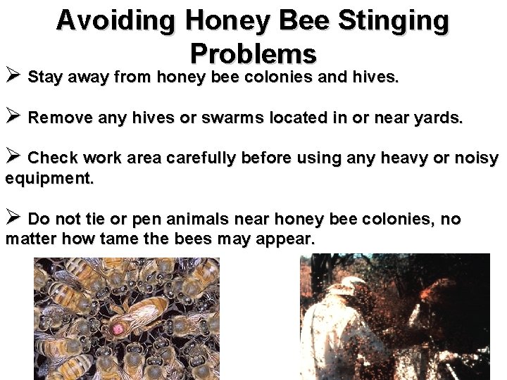Avoiding Honey Bee Stinging Problems Ø Stay away from honey bee colonies and hives.