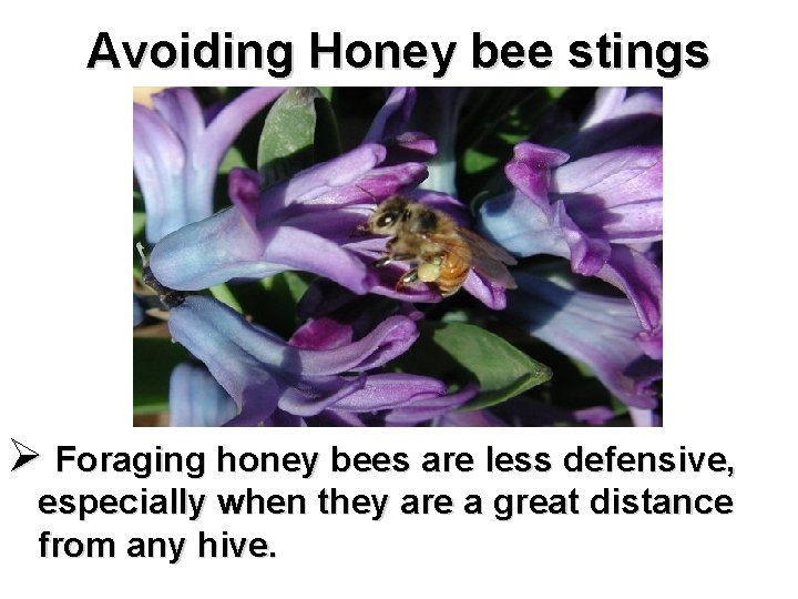 Avoiding Honey bee stings Ø Foraging honey bees are less defensive, especially when they