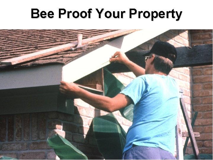 Bee Proof Your Property 