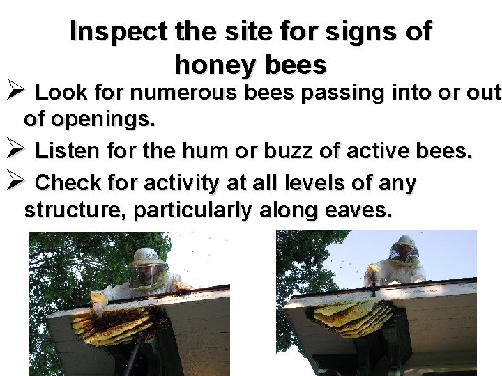 Inspect the site for signs of honey bees Ø Look for numerous bees passing