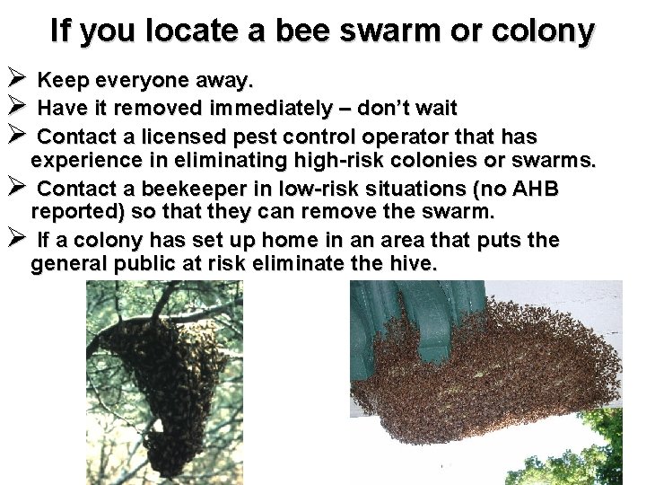 If you locate a bee swarm or colony Ø Keep everyone away. Ø Have