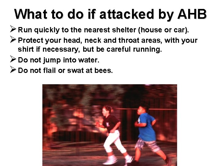 What to do if attacked by AHB Ø Run quickly to the nearest shelter