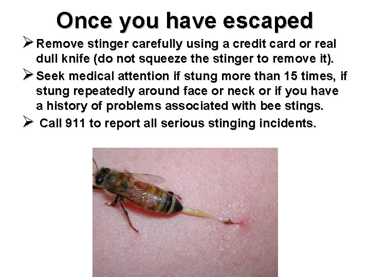 Once you have escaped Ø Remove stinger carefully using a credit card or real