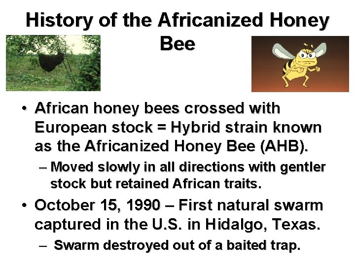 History of the Africanized Honey Bee • African honey bees crossed with European stock