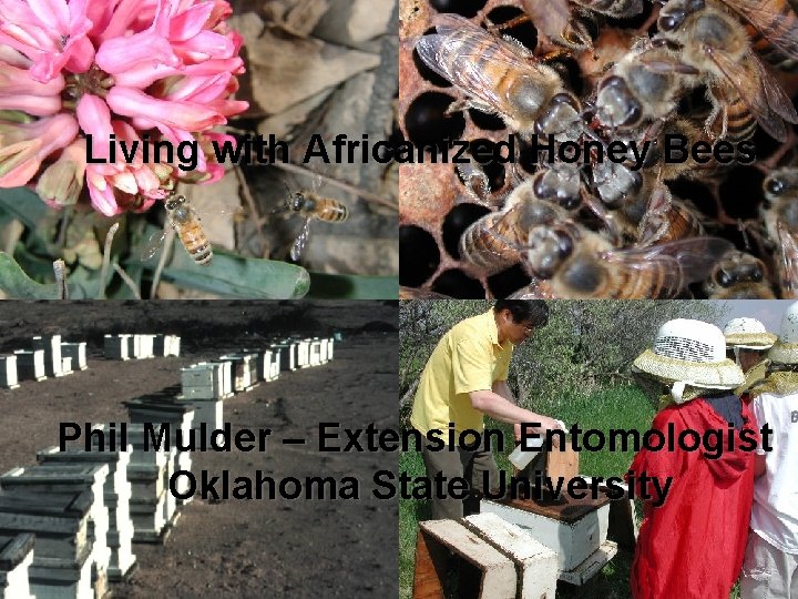 Living with Africanized Honey Bees Phil Mulder – Extension Entomologist Oklahoma State University 