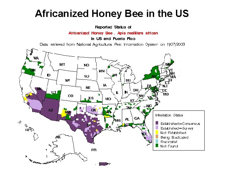 Africanized Honey Bee in the US 
