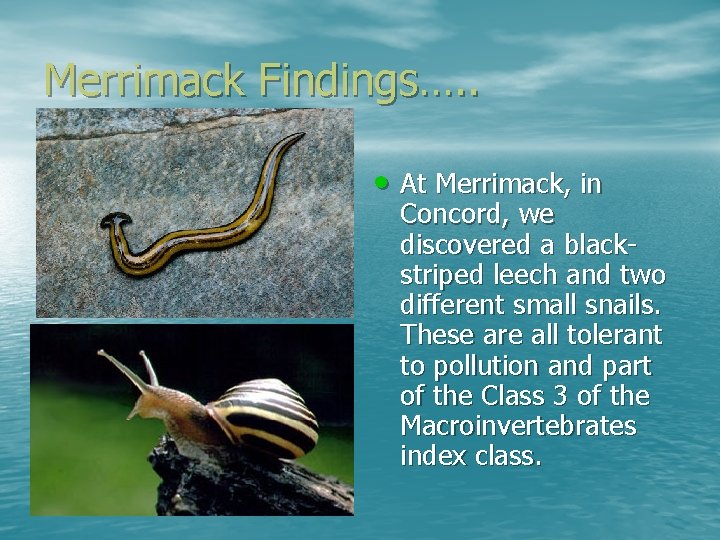 Merrimack Findings…. . • At Merrimack, in Concord, we discovered a blackstriped leech and