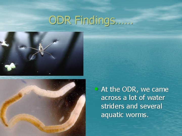 ODR Findings…… • At the ODR, we came across a lot of water striders