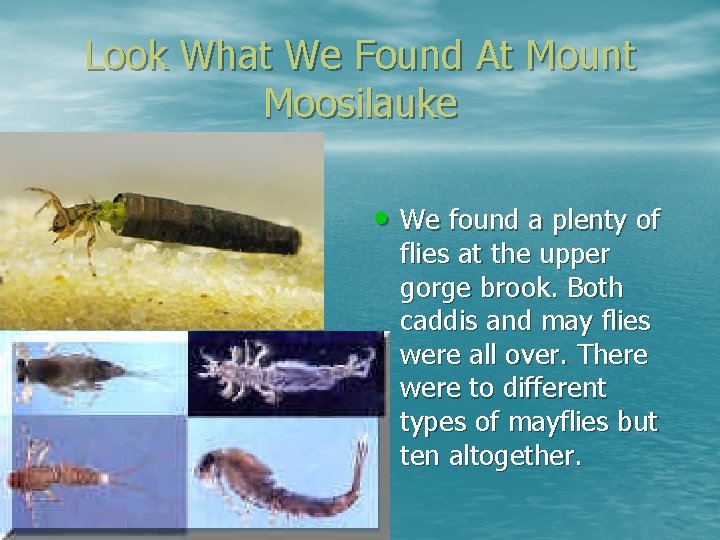Look What We Found At Mount Moosilauke • We found a plenty of flies