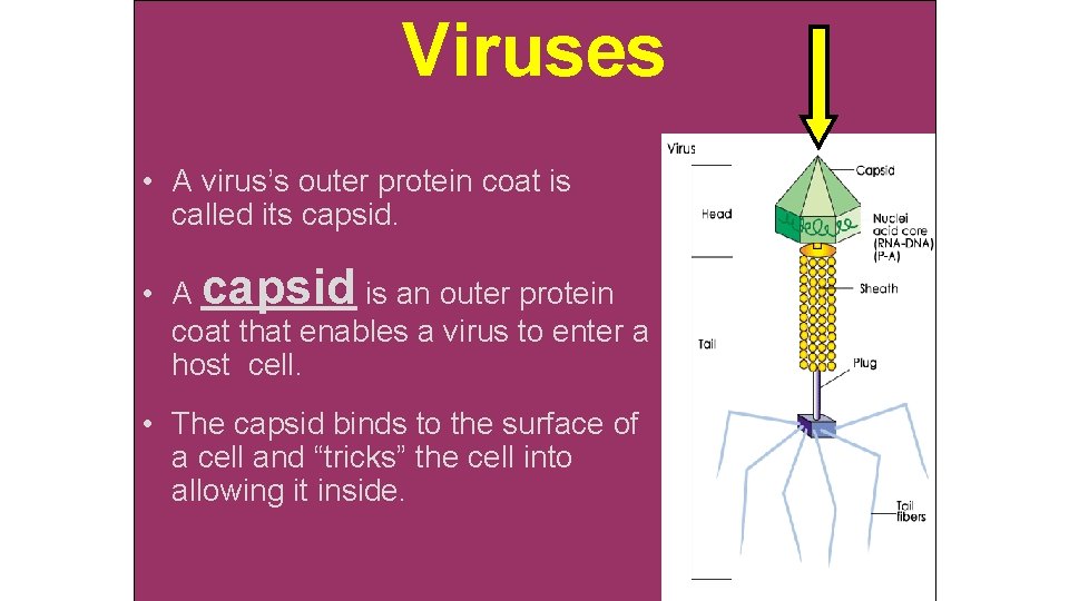 Viruses • A virus’s outer protein coat is called its capsid. • A capsid
