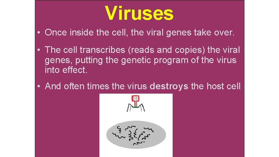 Viruses • Once inside the cell, the viral genes take over. • The cell