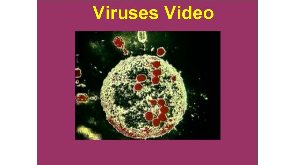 Viruses Video 