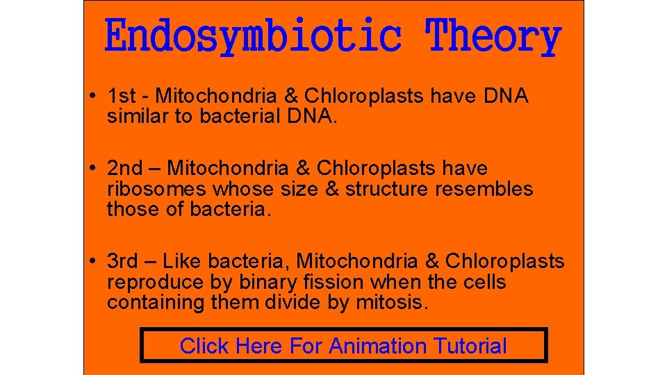 Endosymbiotic Theory • 1 st - Mitochondria & Chloroplasts have DNA similar to bacterial