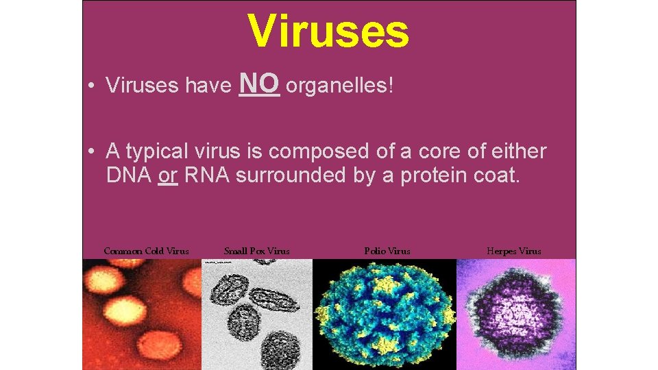 Viruses • Viruses have NO organelles! • A typical virus is composed of a