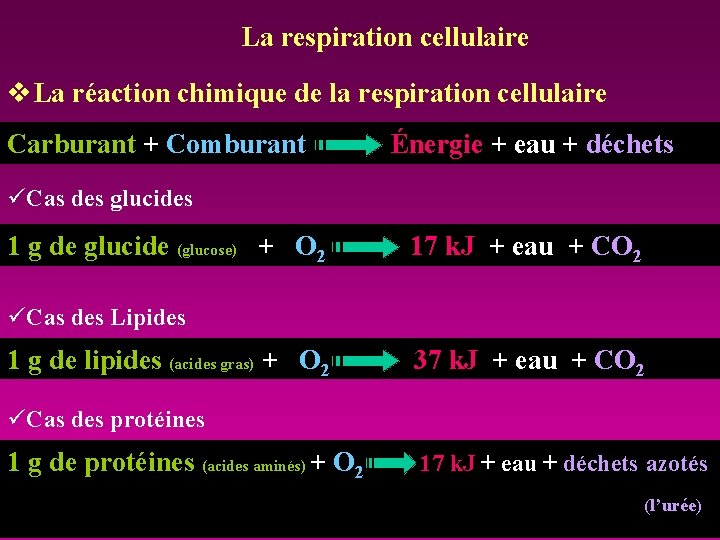 La respiration cellulaire v. La réaction chimique de la respiration cellulaire Carburant + Comburant