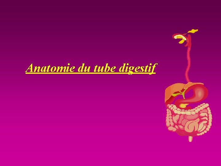 Anatomie du tube digestif 