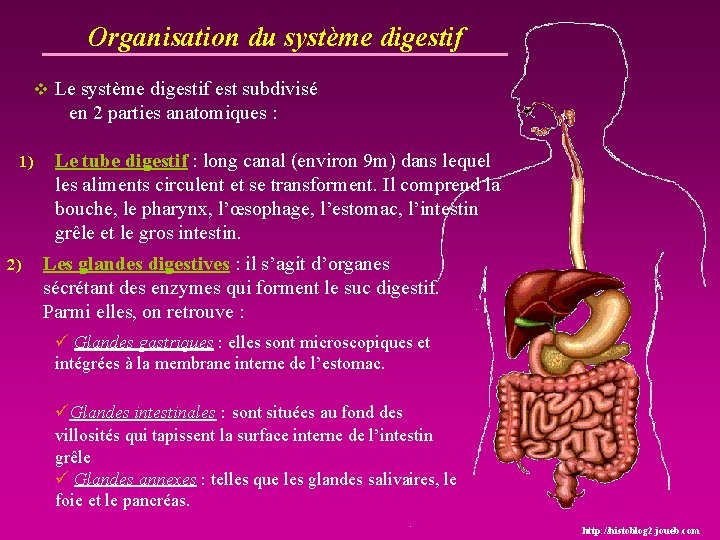 Organisation du système digestif v Le système digestif est subdivisé en 2 parties anatomiques