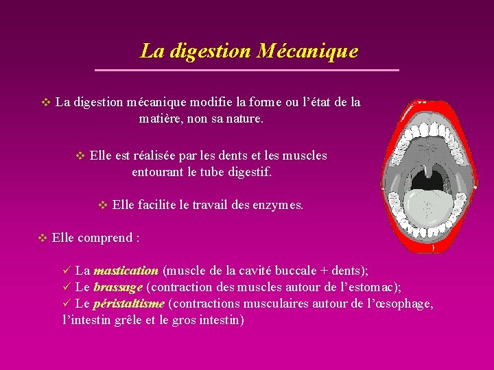 La digestion Mécanique v La digestion mécanique modifie la forme ou l’état de la