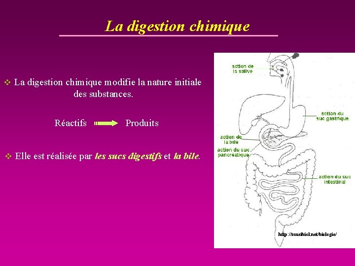 La digestion chimique v La digestion chimique modifie la nature initiale des substances. Réactifs