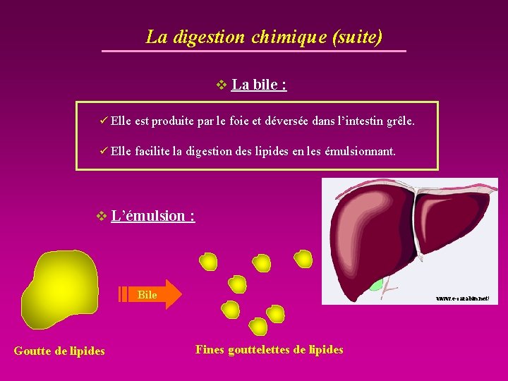 La digestion chimique (suite) v La bile : ü Elle est produite par le