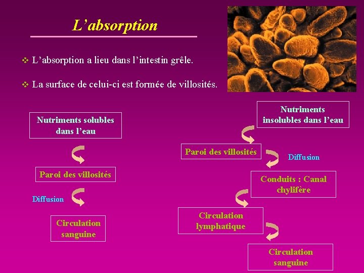 L’absorption v L’absorption a lieu dans l’intestin grêle. v La surface de celui-ci est