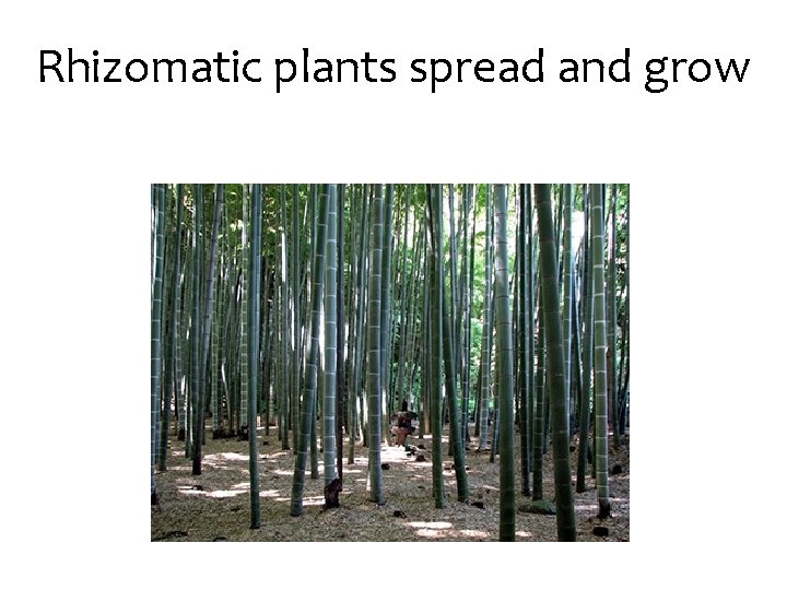Rhizomatic plants spread and grow 
