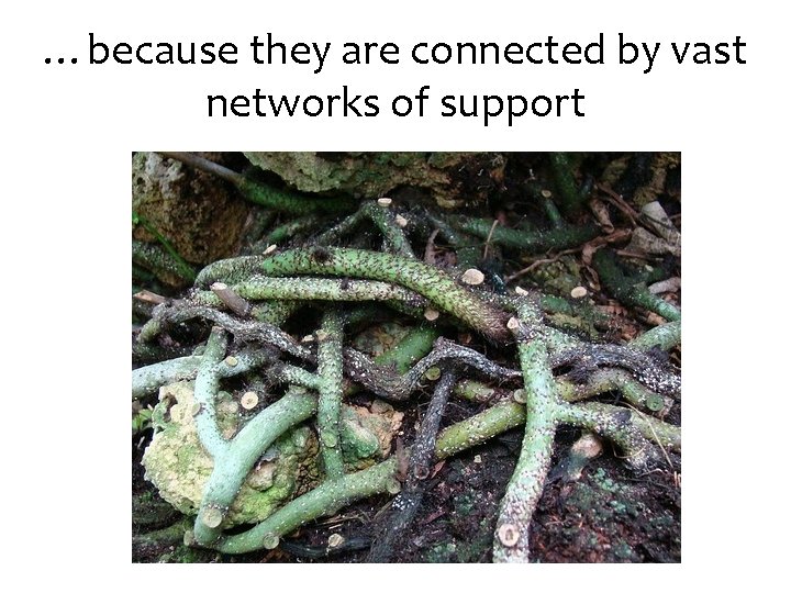 …because they are connected by vast networks of support 